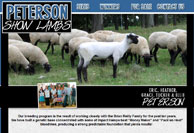 Peterson Show Lambs